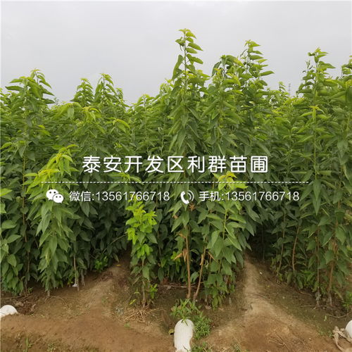 【红玛瑙大樱桃苗出售基地】- 