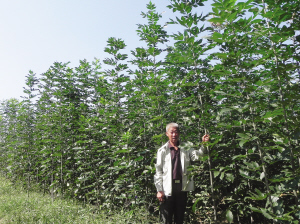 天津:武清农民盐碱地上种白蜡苗木 抗旱耐涝供不应求 - 园林资讯 - 中国园林网